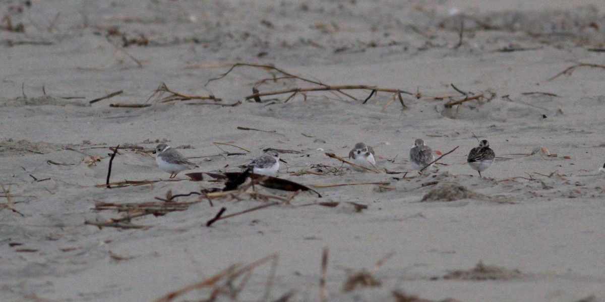 Piping Plover - ML38217541