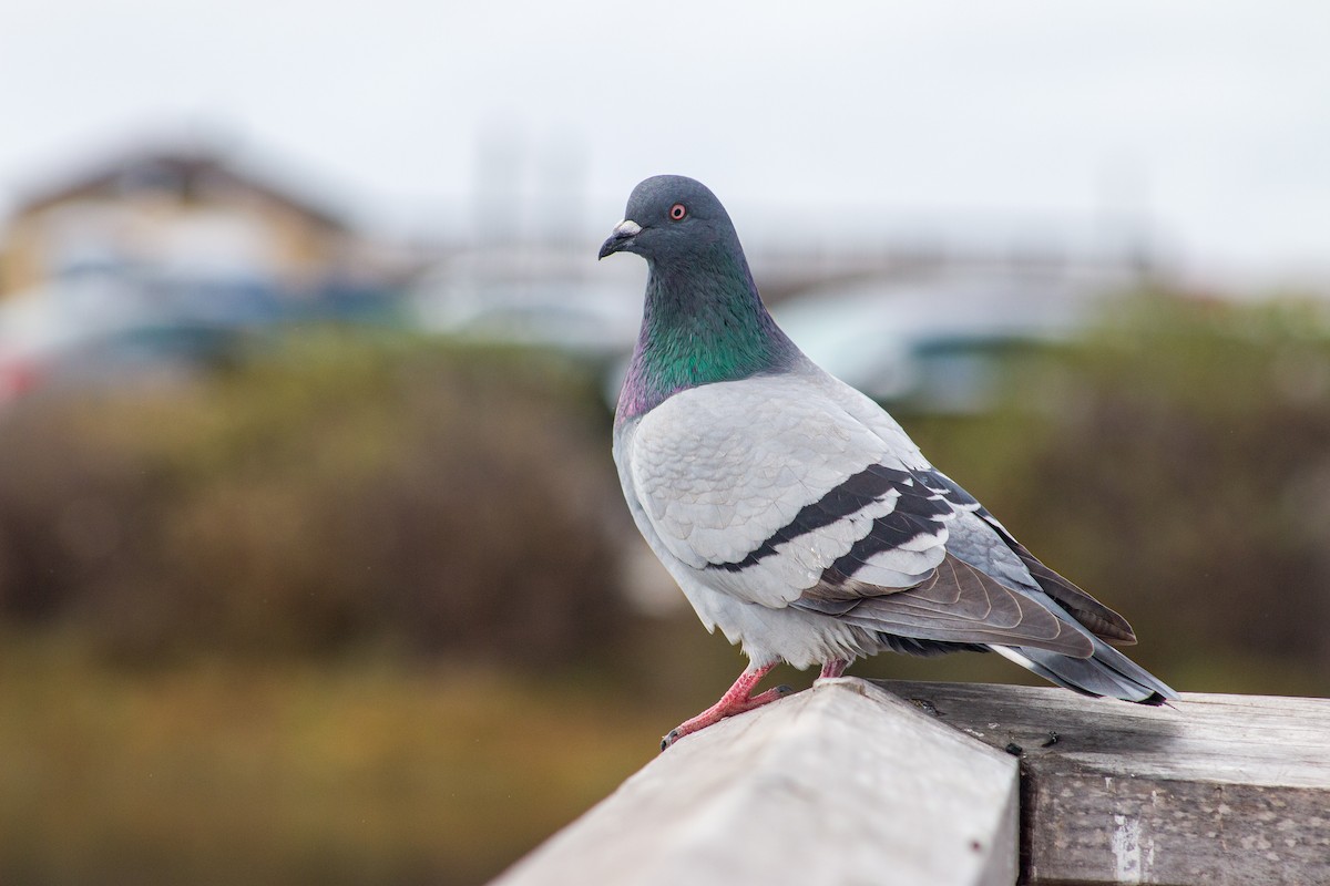 Rock Pigeon (Feral Pigeon) - Braxton Landsman