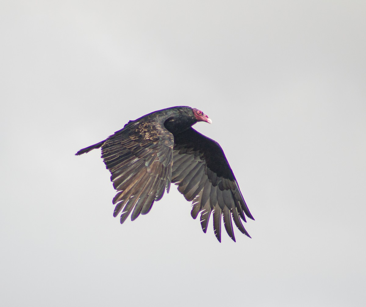 Turkey Vulture - Braxton Landsman