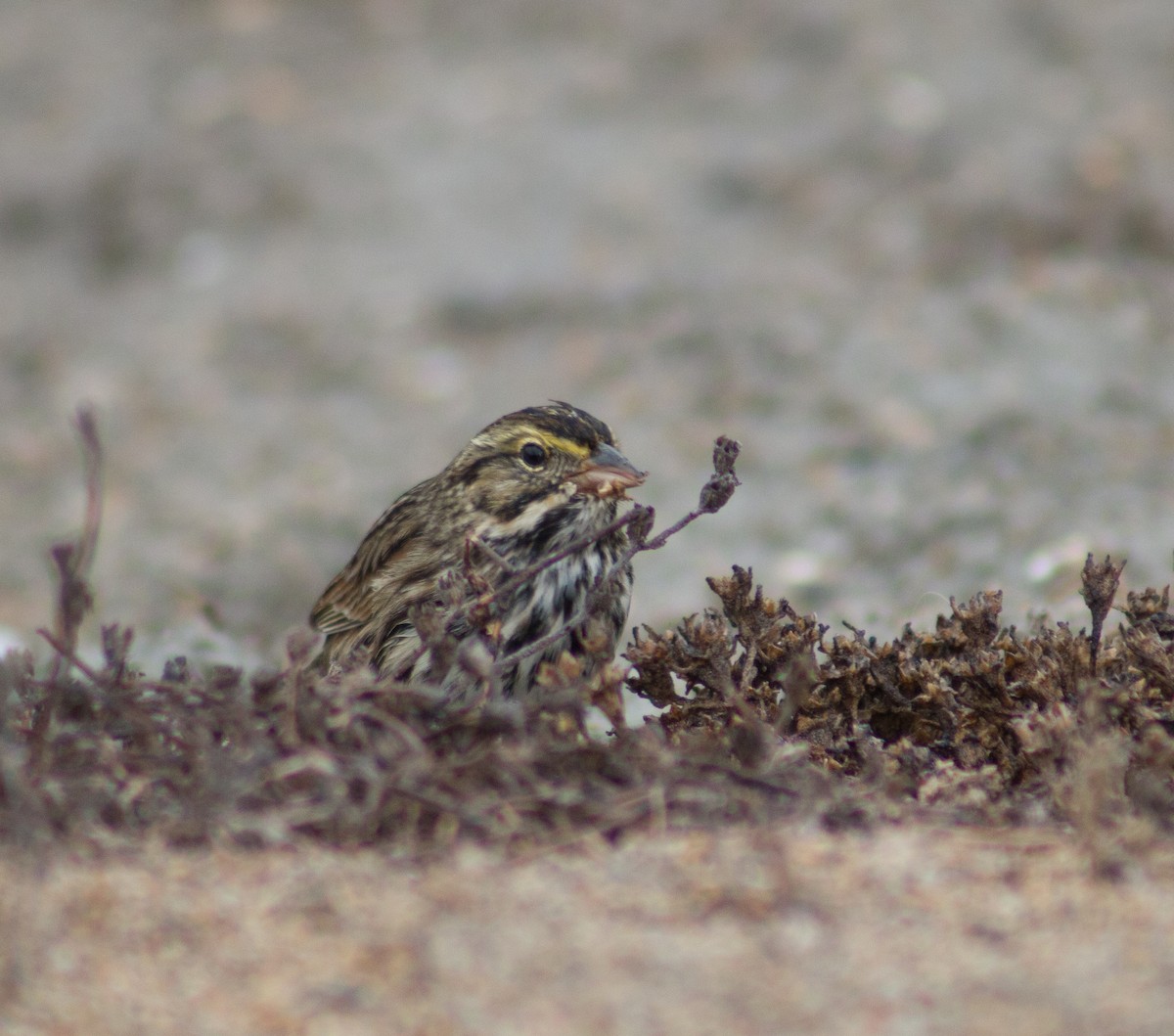 Savannah Sparrow (Belding's) - ML382179561
