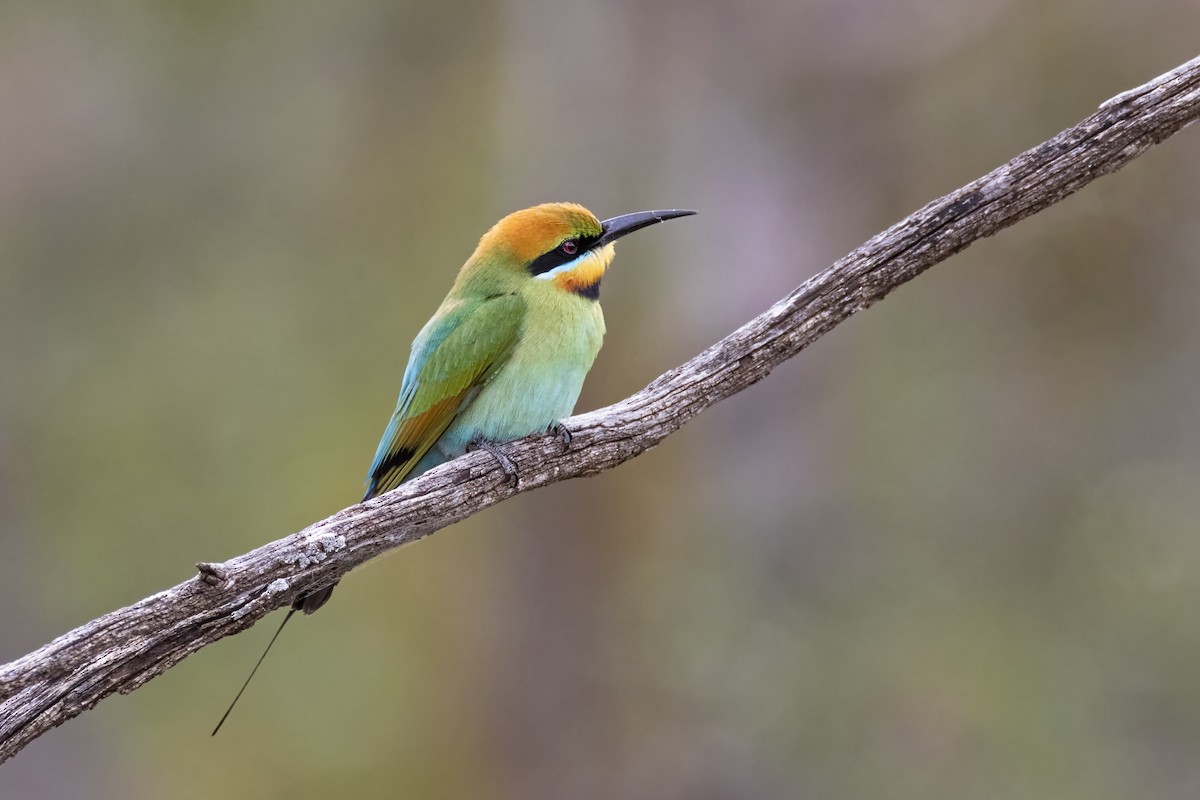 Rainbow Bee-eater - ML382180731