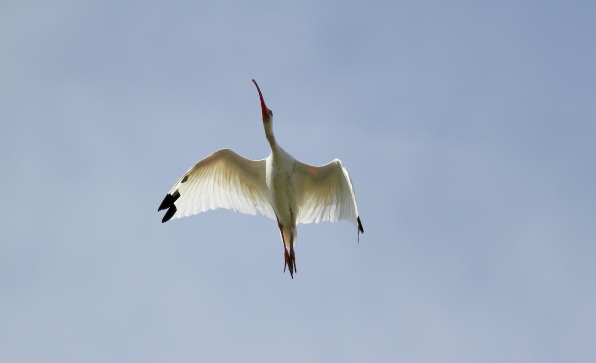 ibis bílý - ML38218111