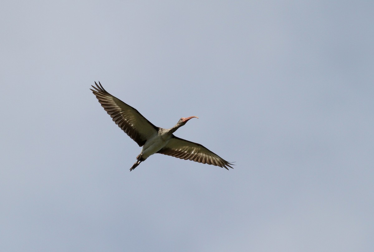 ibis bílý - ML38218131