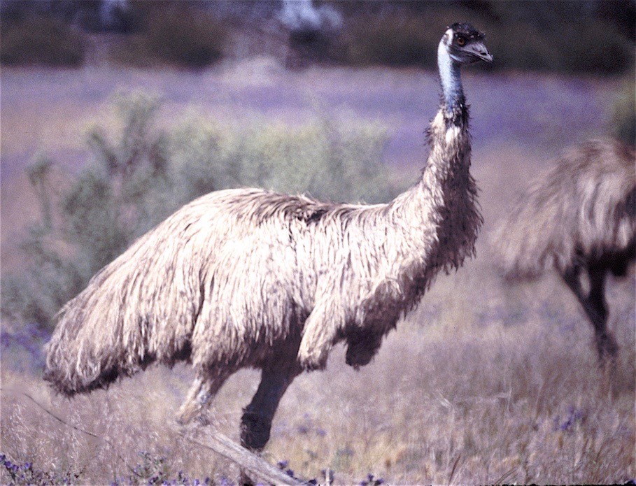 Emu - Karl Overman