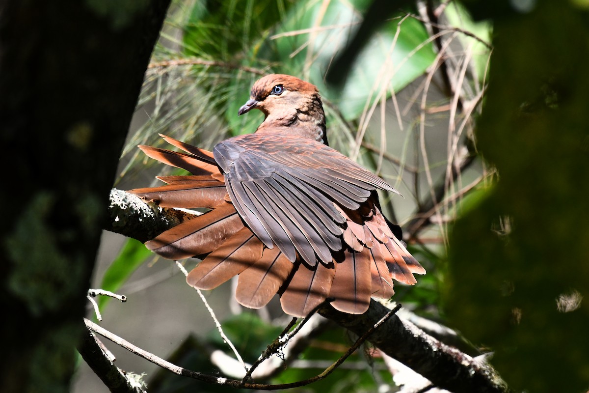 Brown Cuckoo-Dove - Wayne Schulz