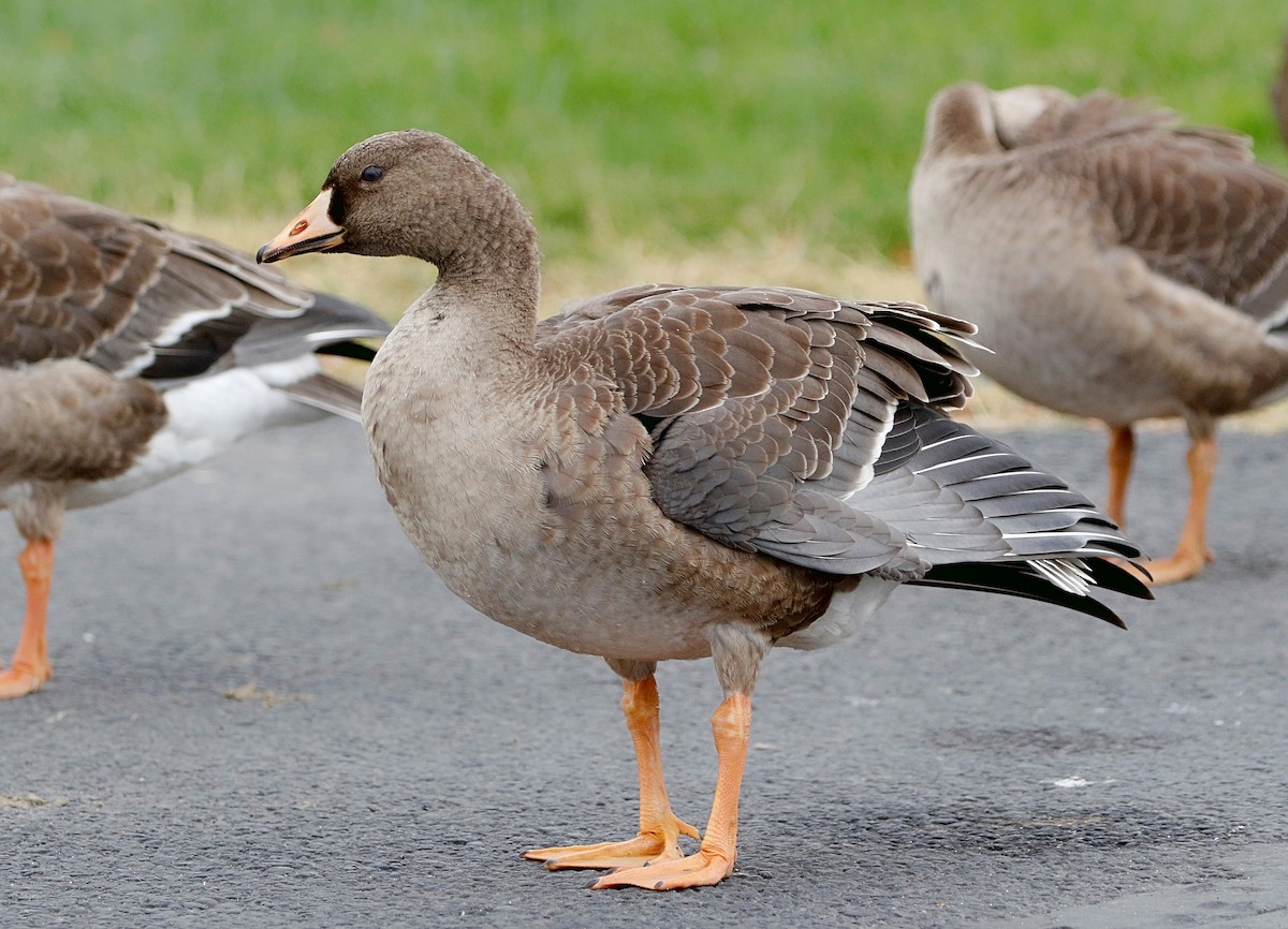 Greater White-fronted Goose - ML382190731
