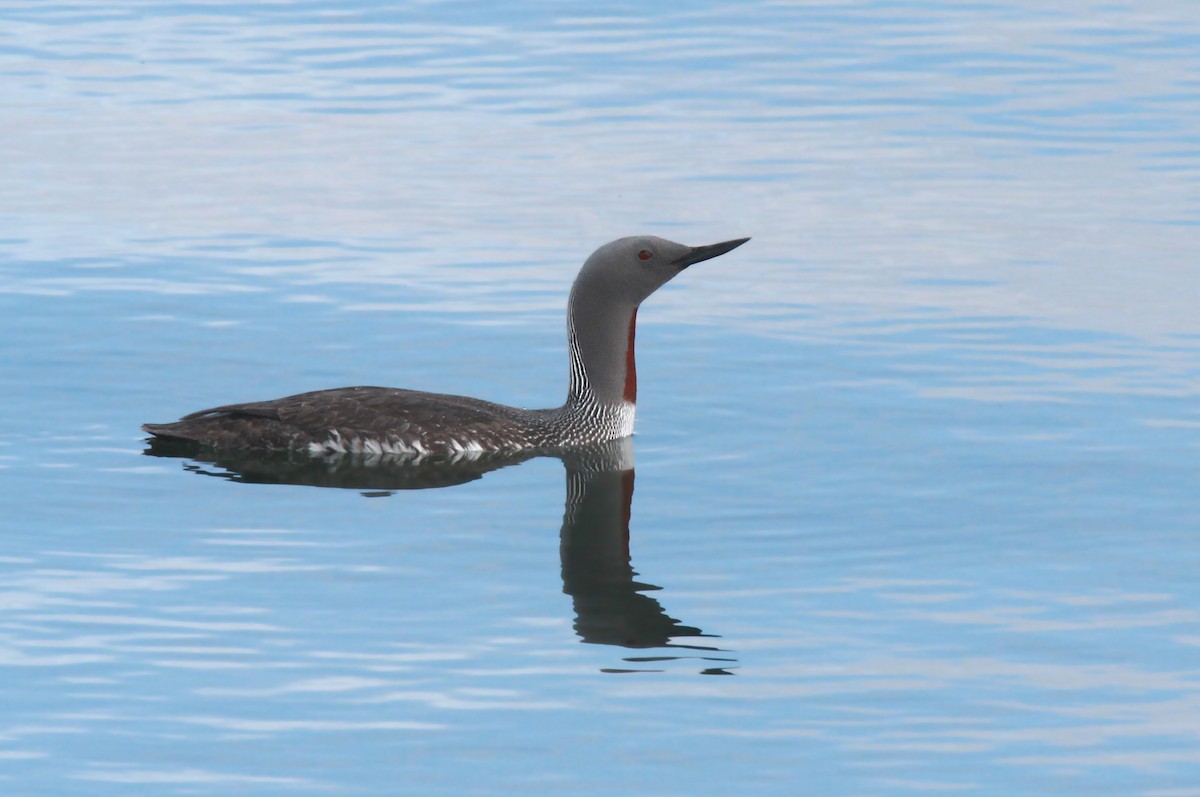 Red-throated Loon - ML38219301