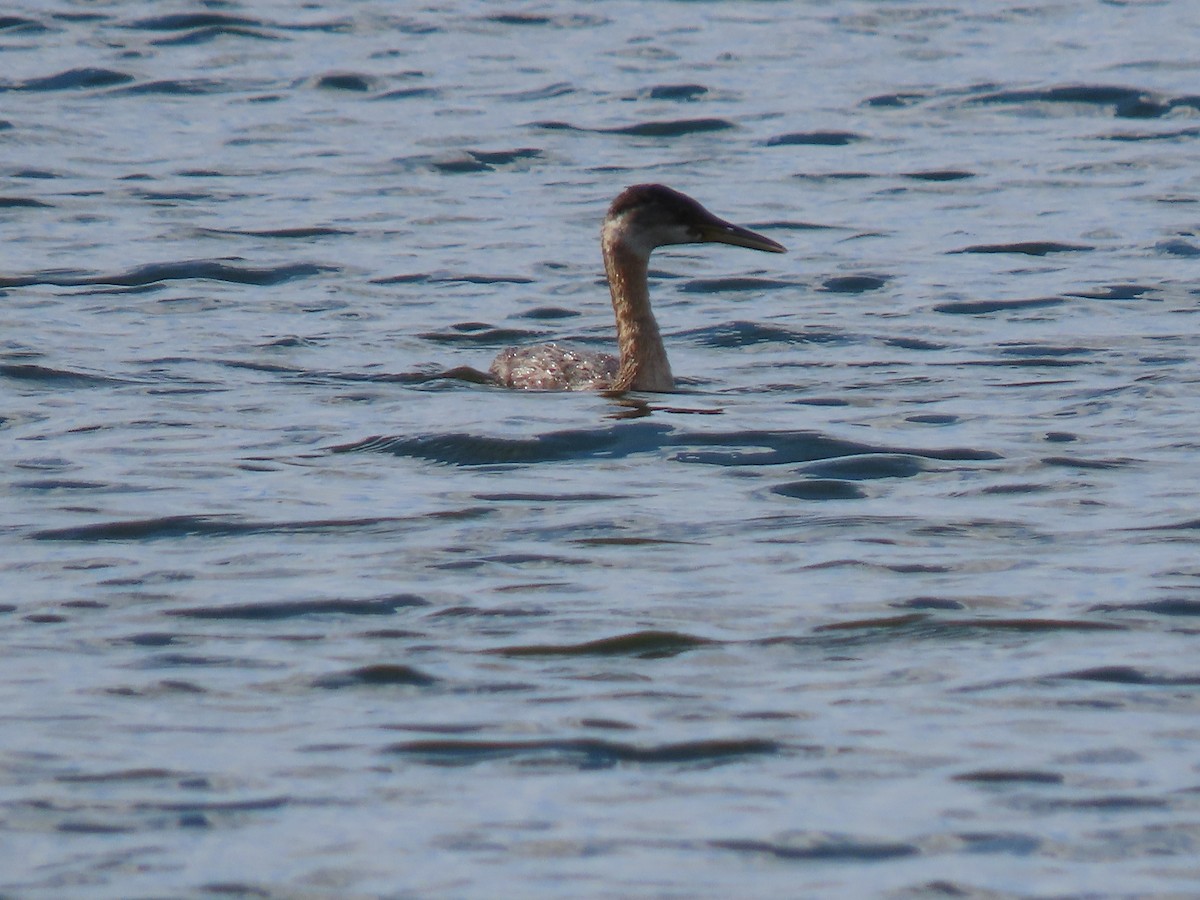 Red-necked Grebe - ML382194401