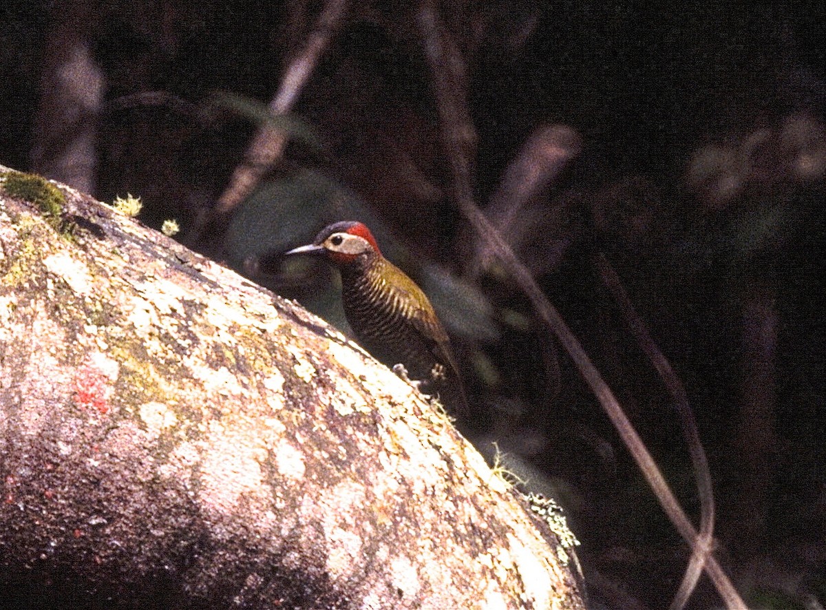 Golden-olive Woodpecker - ML38219631