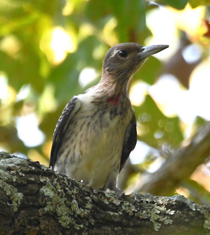 Red-headed Woodpecker - ML382197071