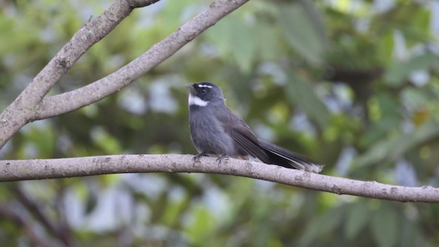 White-throated Fantail - ML382197491