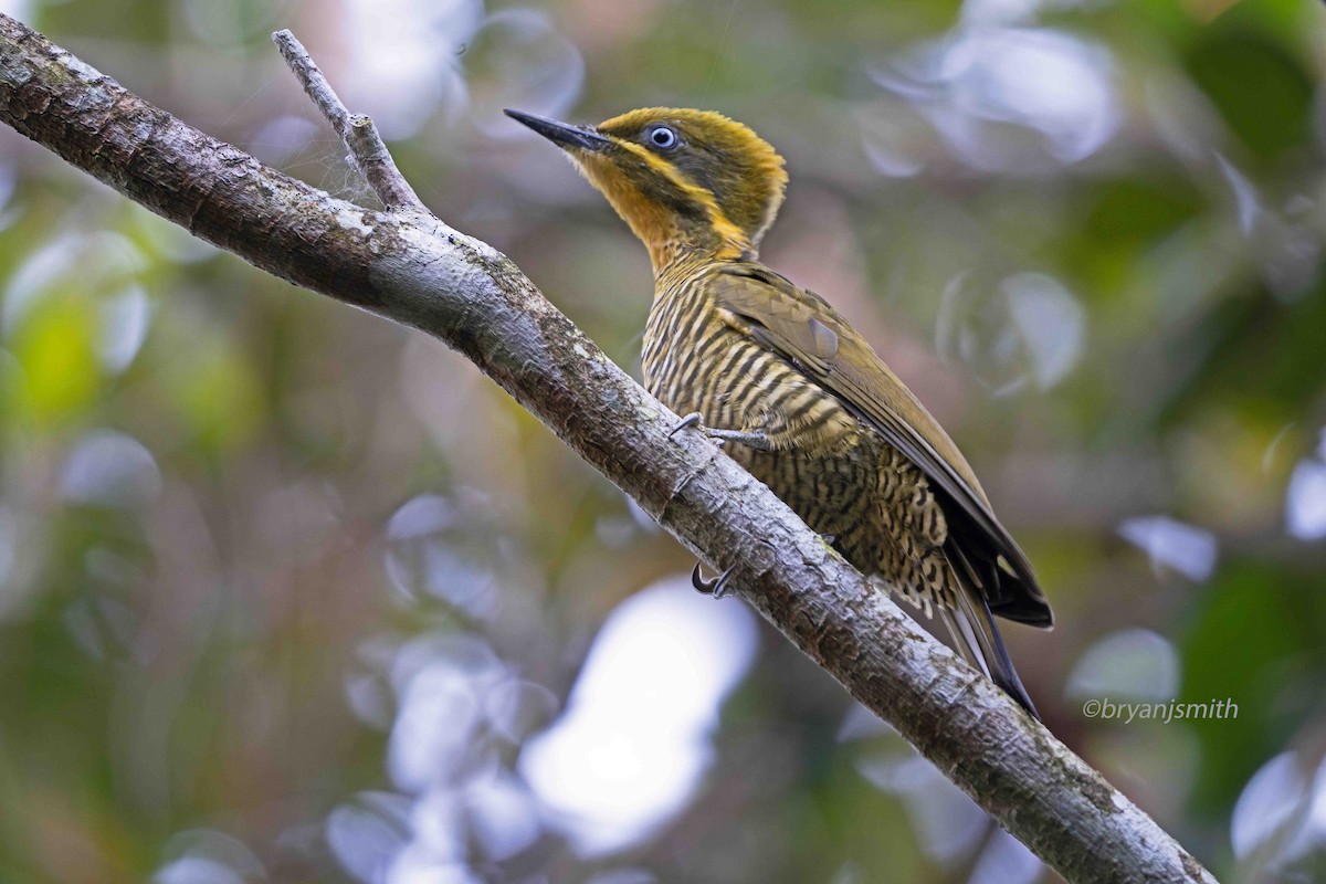 Golden-green Woodpecker (Atlantic) - ML382199711