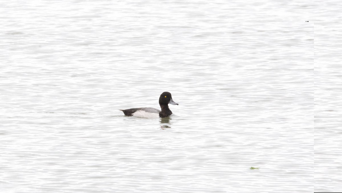 Lesser Scaup - Be Tee