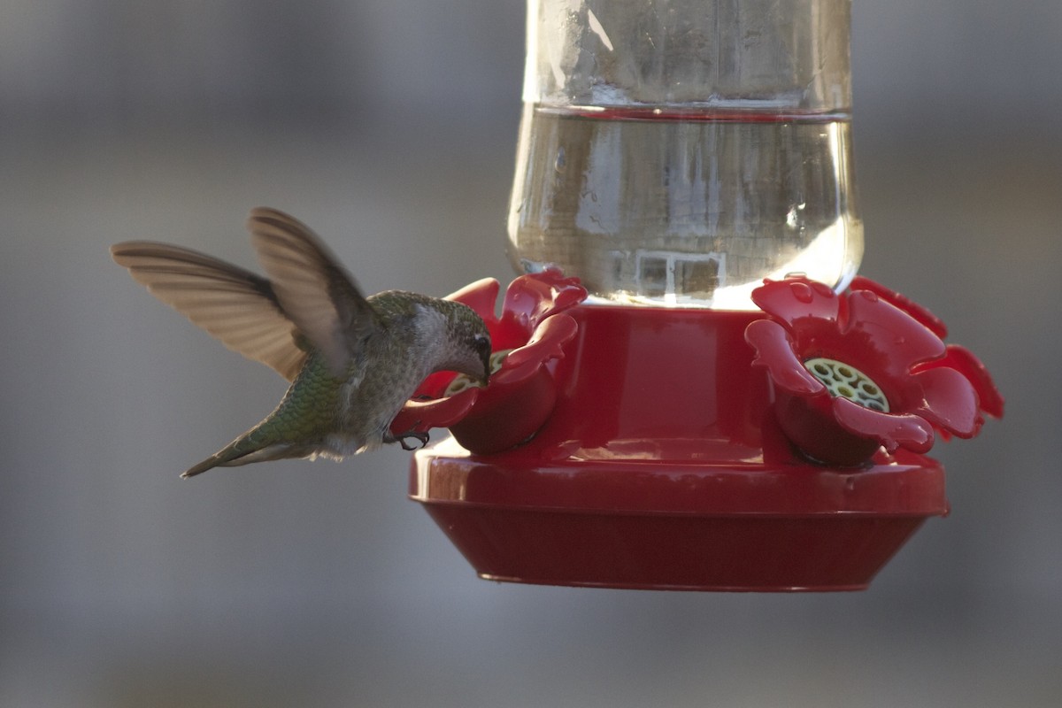Ruby-throated Hummingbird - Doug Hitchcox