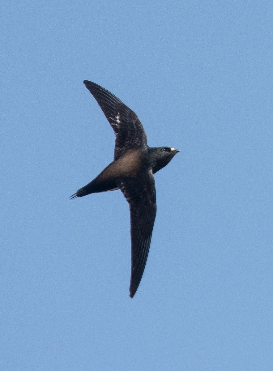 Brown-backed Needletail - ML382206901