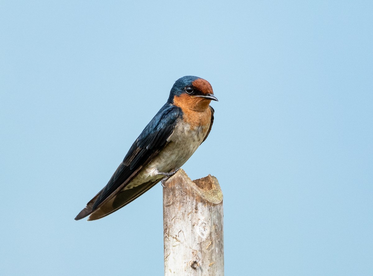 Pacific Swallow - Wilbur Goh