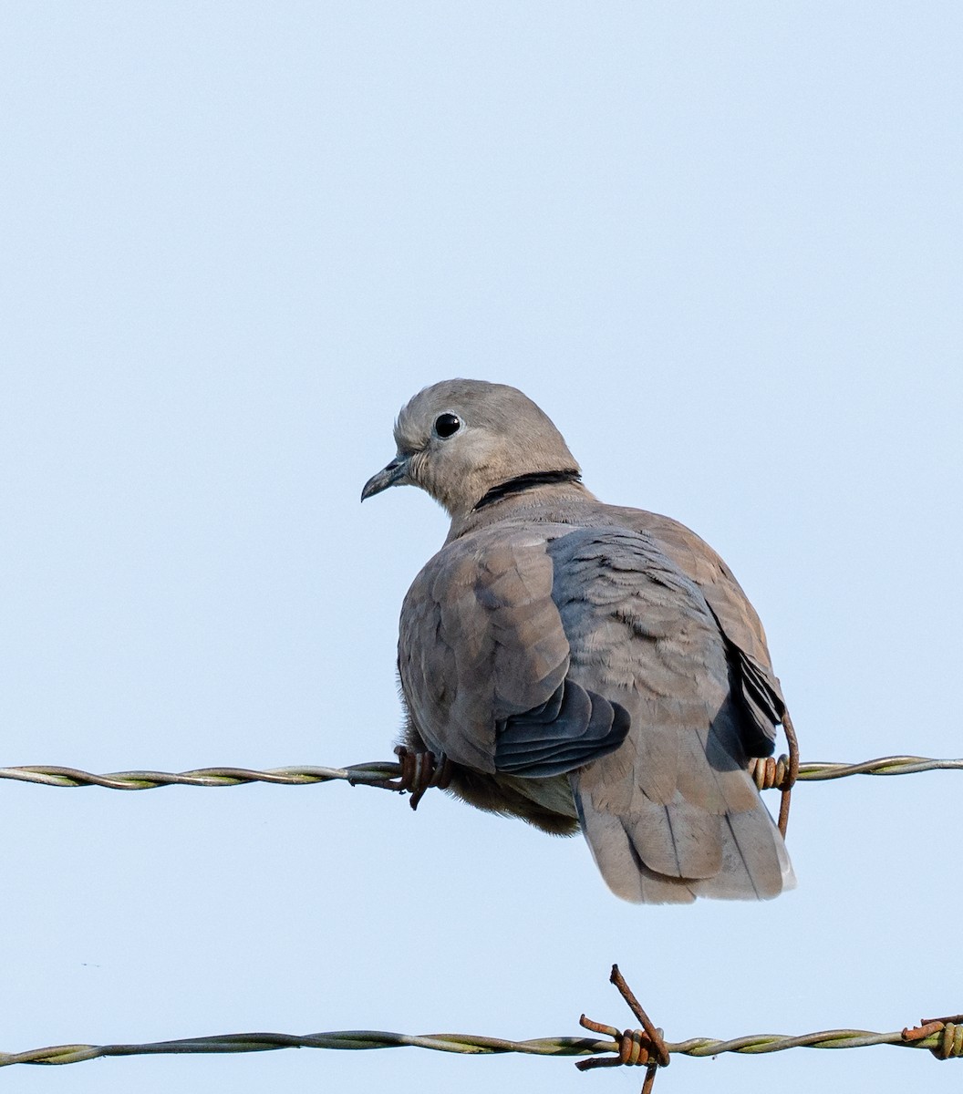 Red Collared-Dove - ML382215551