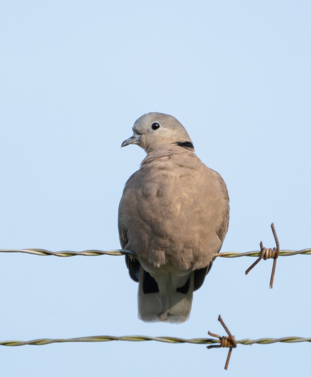 Red Collared-Dove - ML382215571