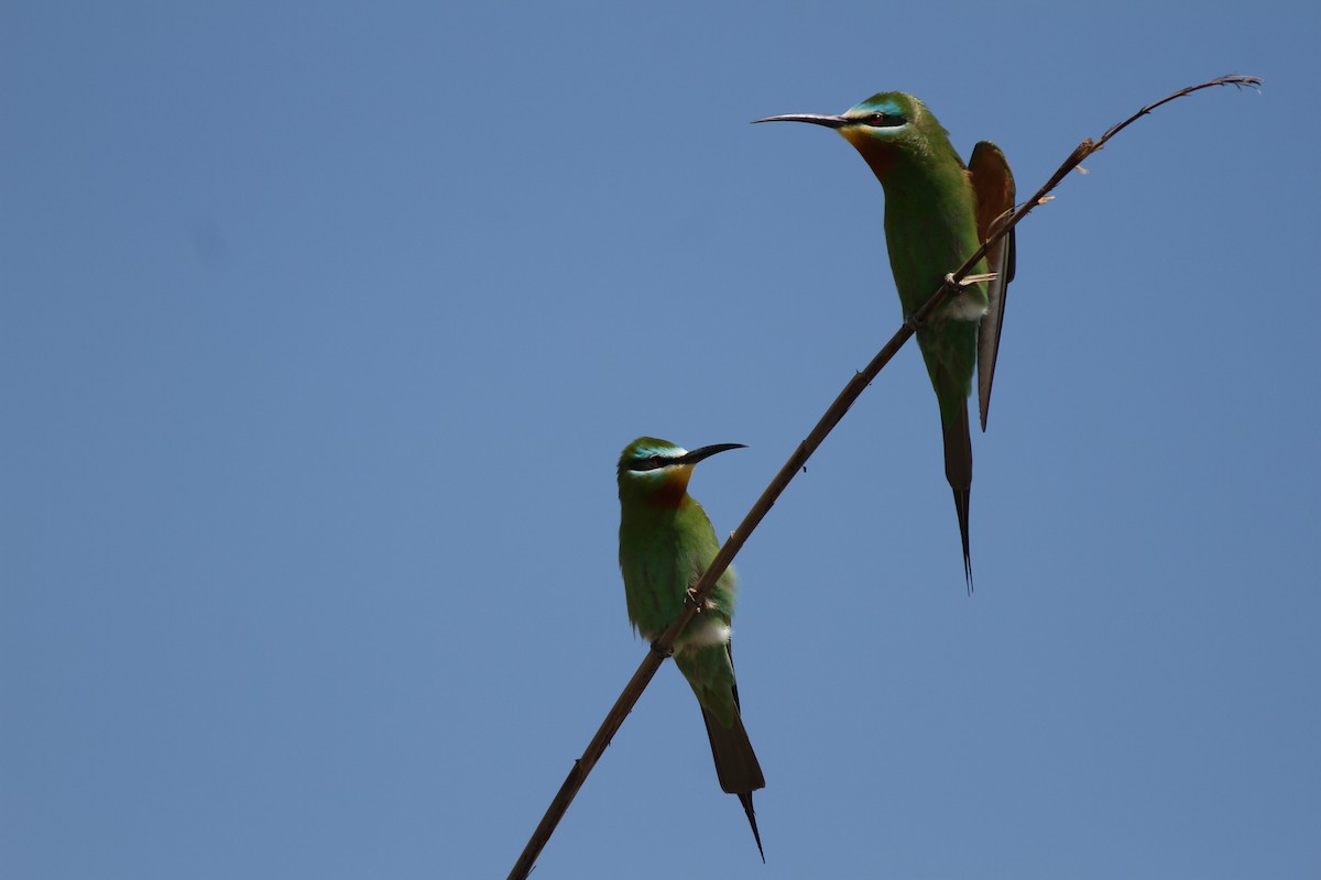 Blue-cheeked Bee-eater - ML38221701