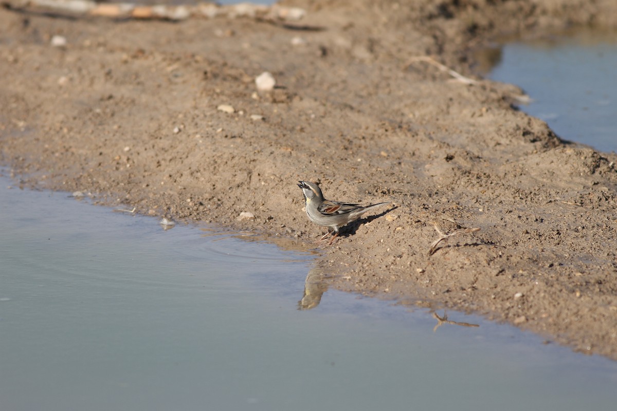 Dead Sea Sparrow - ML38221781