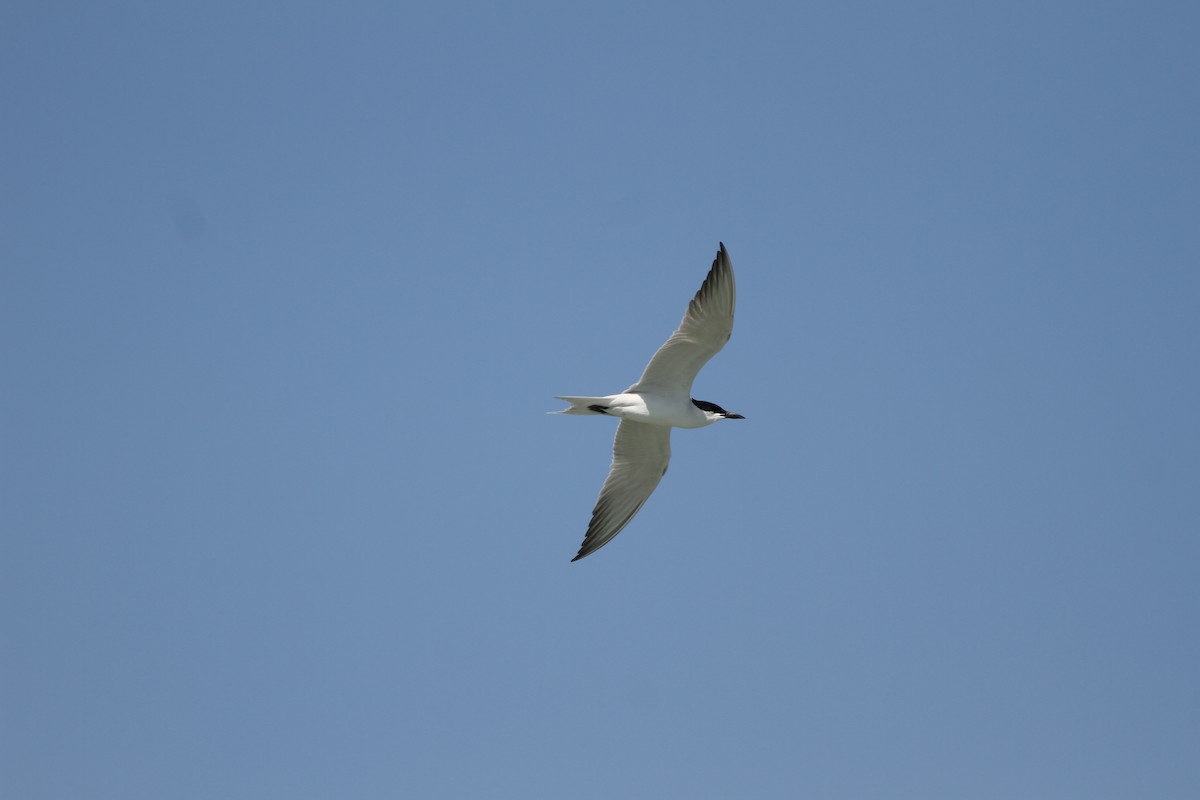 Gull-billed Tern - ML38221791