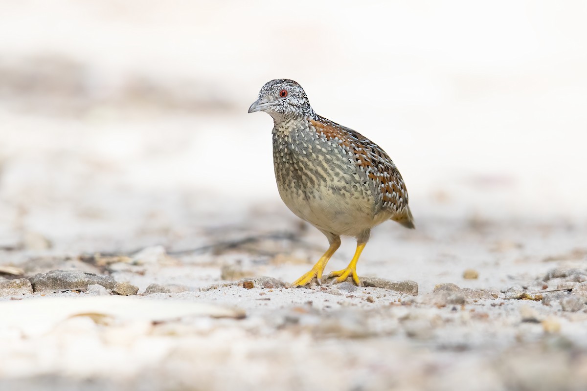 Painted Buttonquail - ML382218041