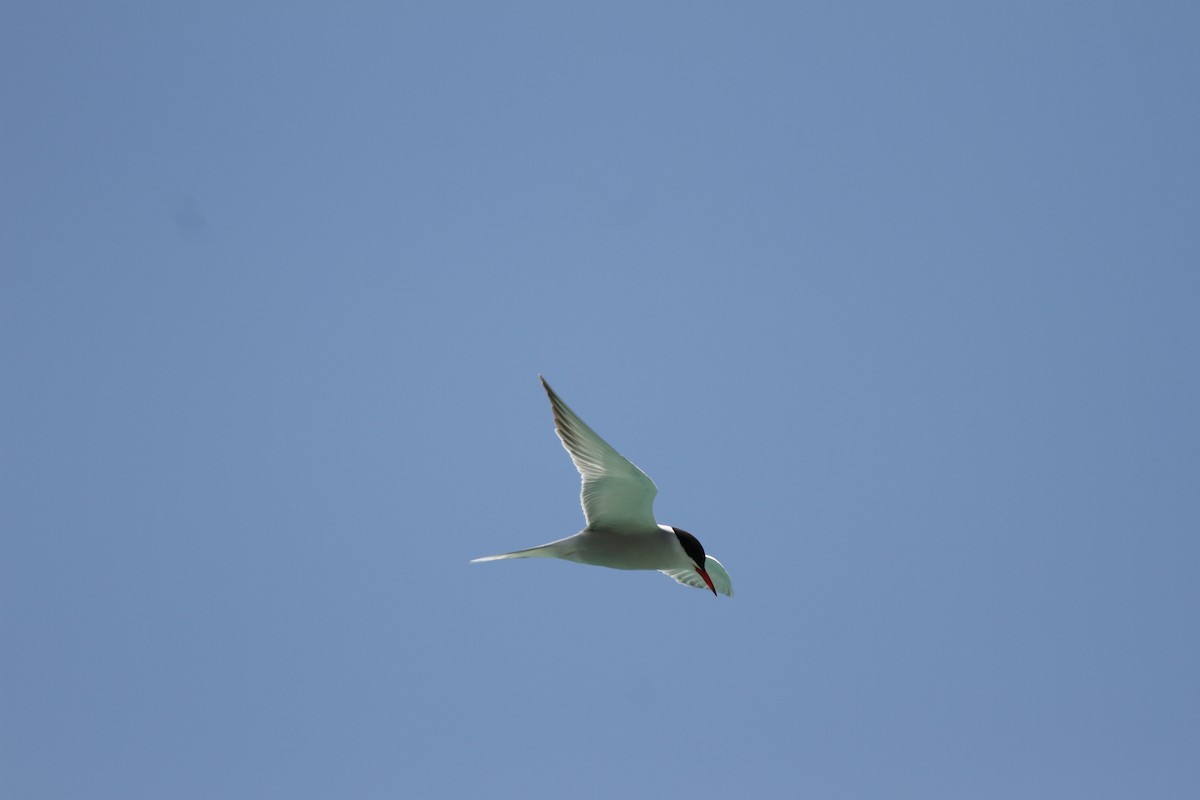 Common Tern - ML38221831