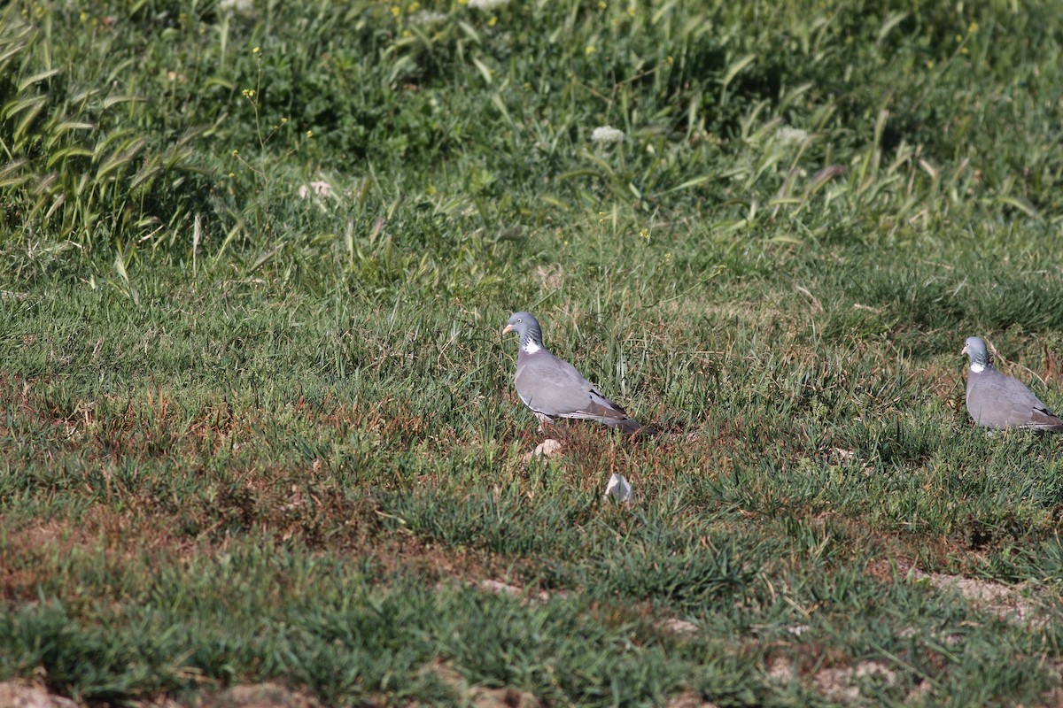 Common Wood-Pigeon - ML38221851