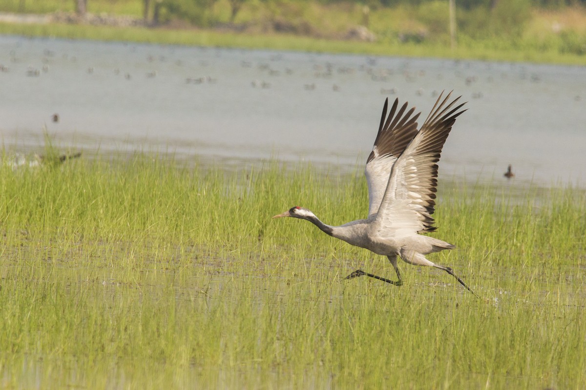 Common Crane - Amudha Hariharan