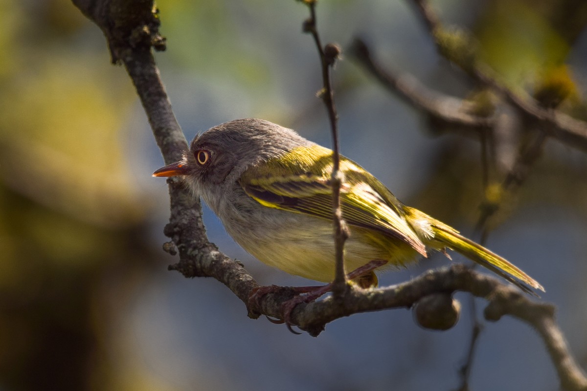 Pearly-vented Tody-Tyrant - ML382228461