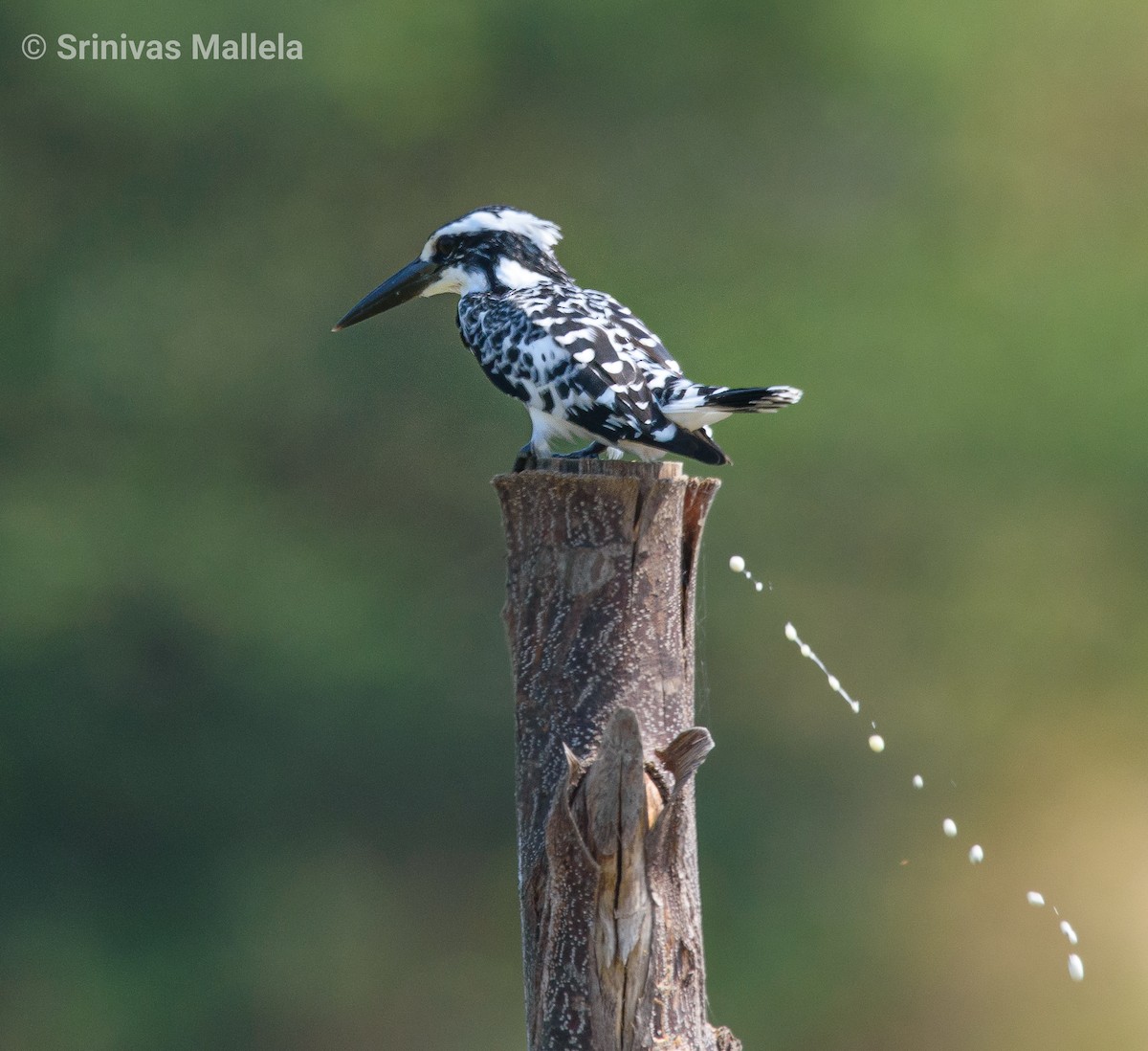Pied Kingfisher - Srinivas Mallela