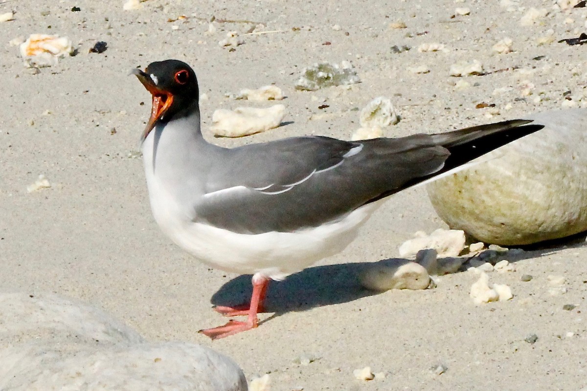 Swallow-tailed Gull - Michael Warner