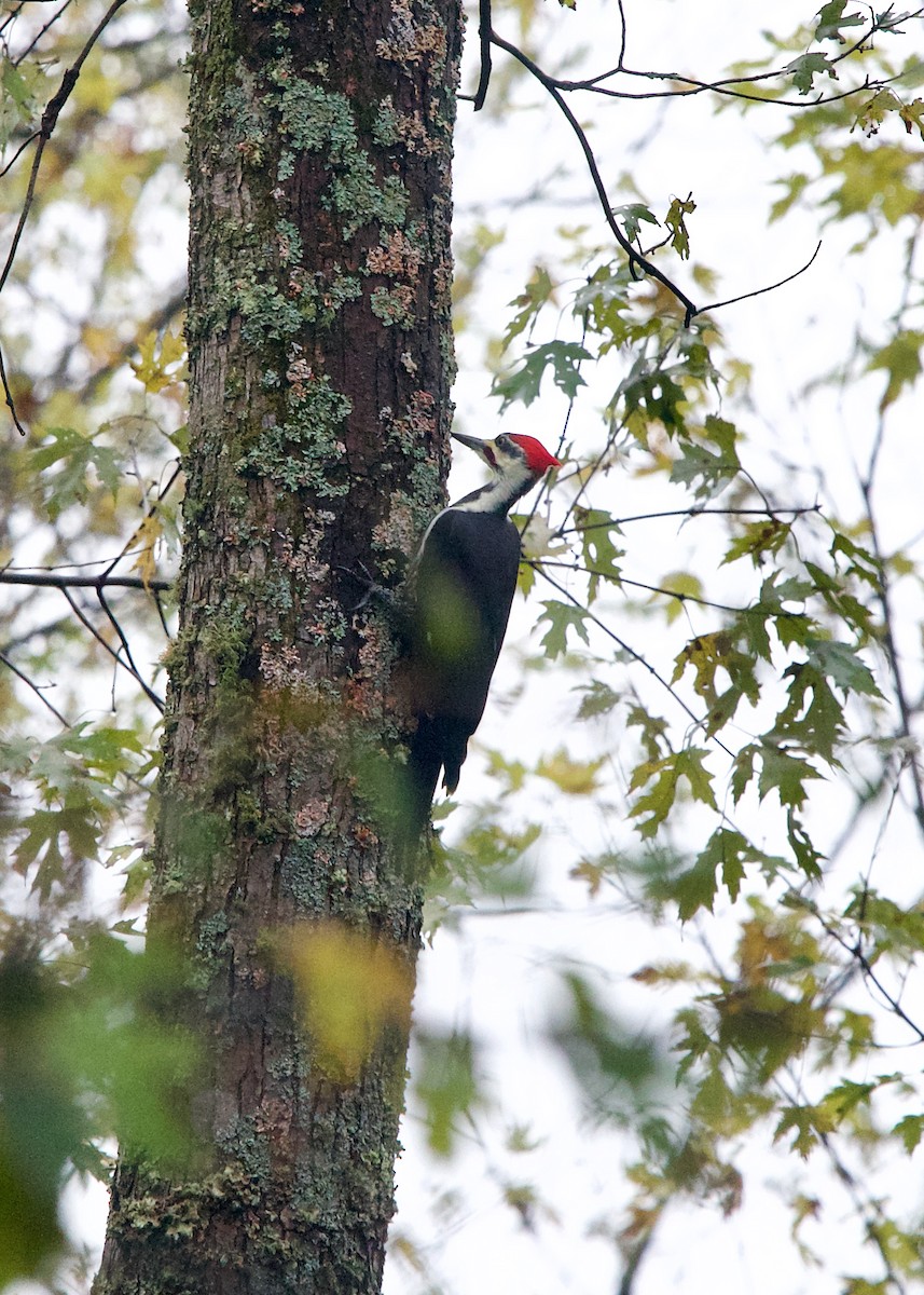 Pileated Woodpecker - ML382234341