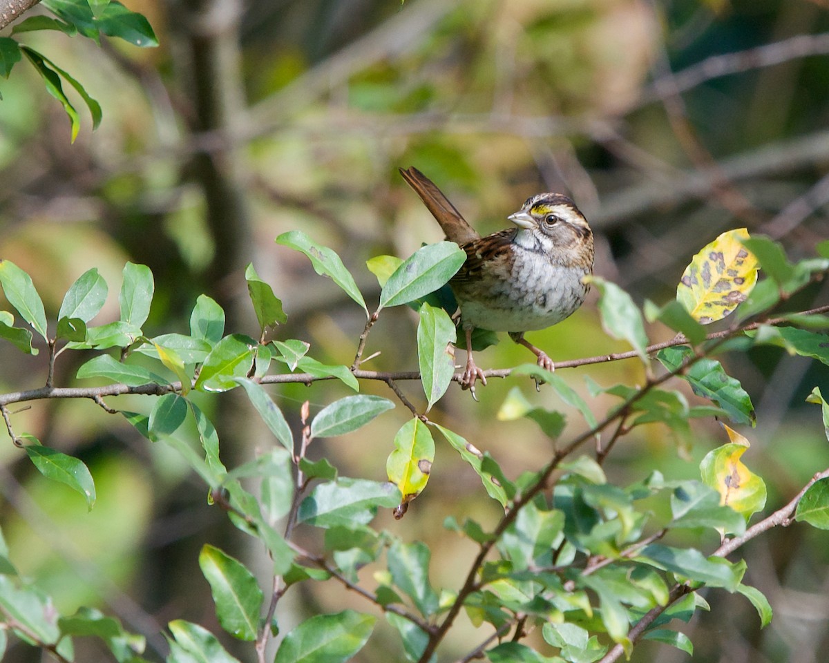 White-throated Sparrow - ML382234591