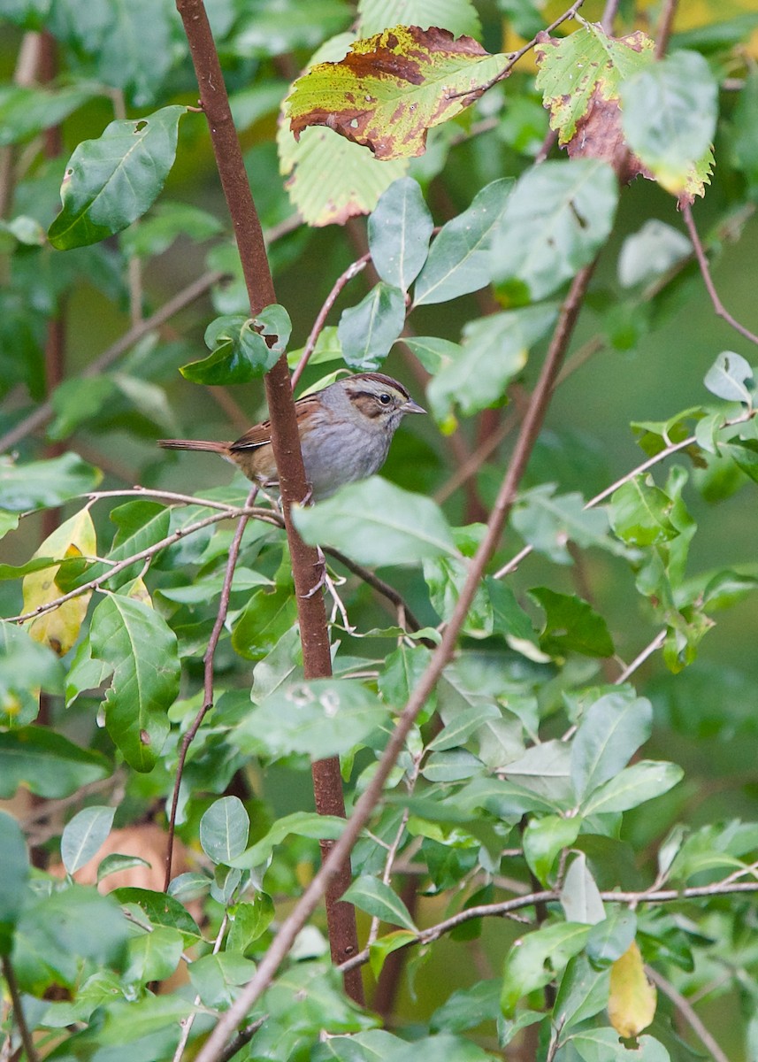 Swamp Sparrow - ML382234621