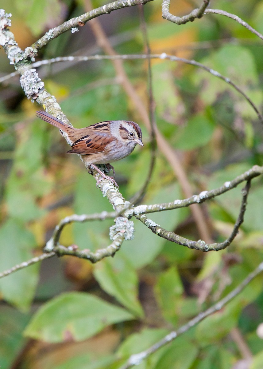 Swamp Sparrow - ML382234641