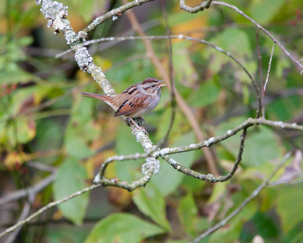 Swamp Sparrow - ML382234651