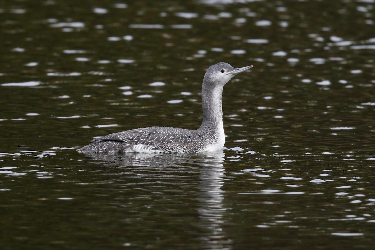 Red-throated Loon - ML382247331