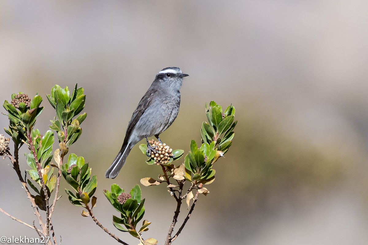 White-browed Chat-Tyrant - ML382248851
