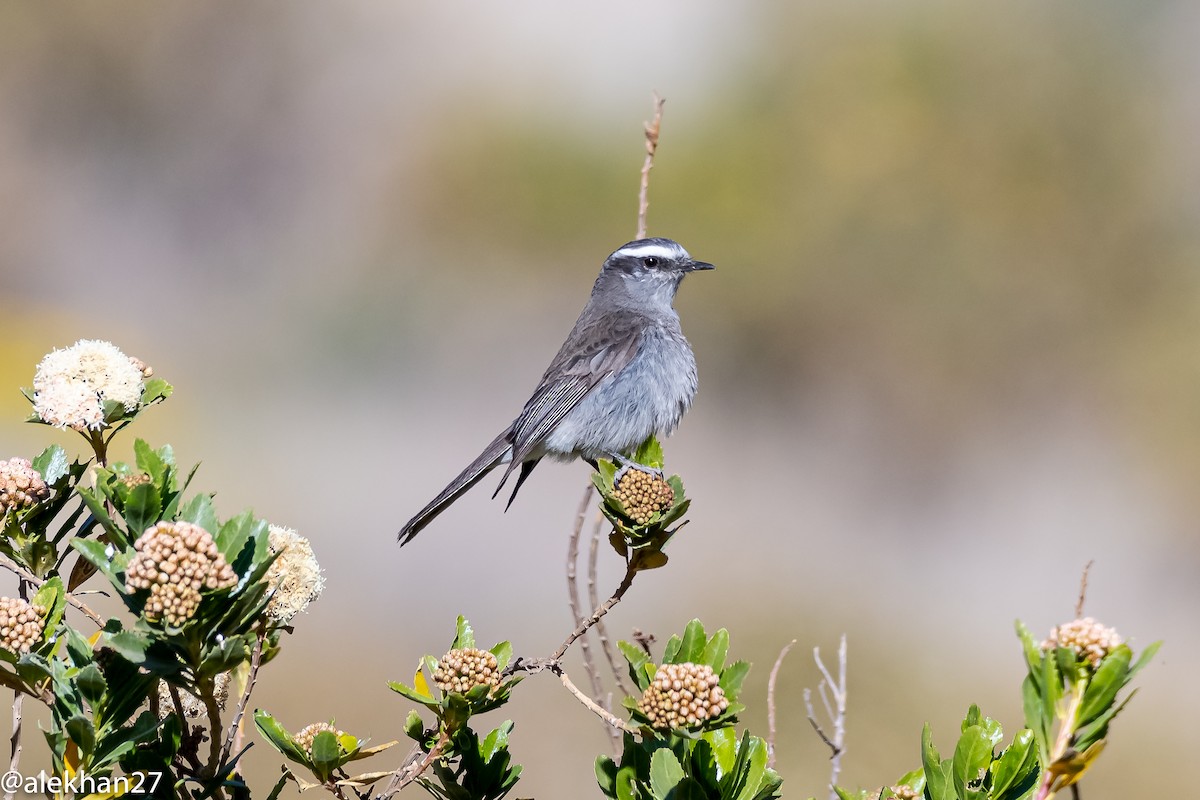 White-browed Chat-Tyrant - ML382248871
