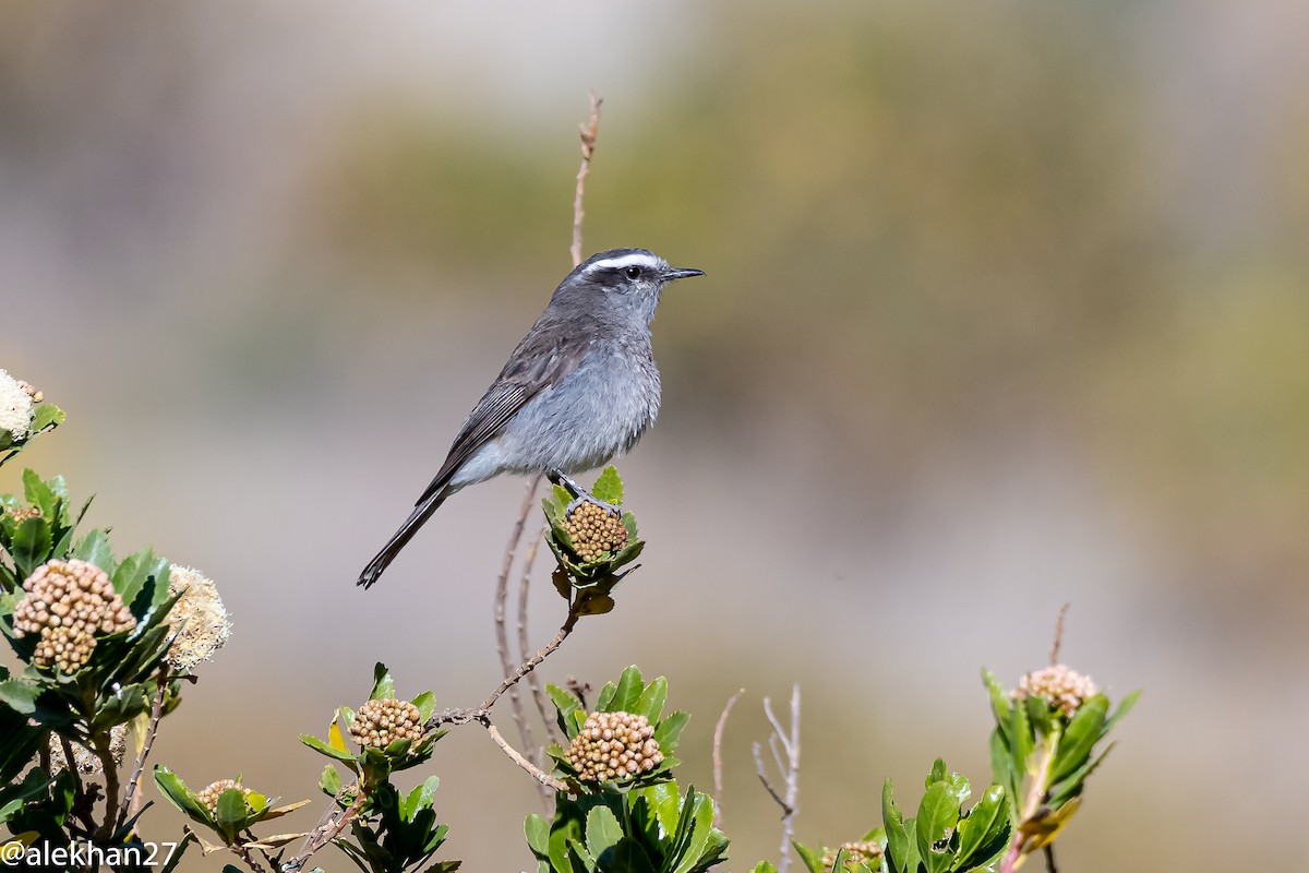 White-browed Chat-Tyrant - ML382248891