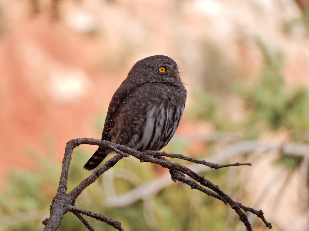 Northern Pygmy-Owl - Saw Mill River Audubon