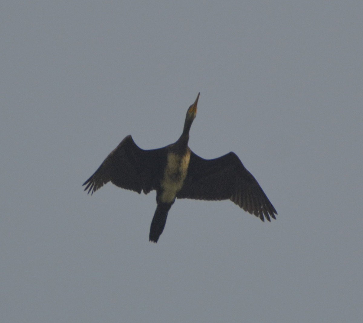 Great Cormorant - SWARUP SAHA