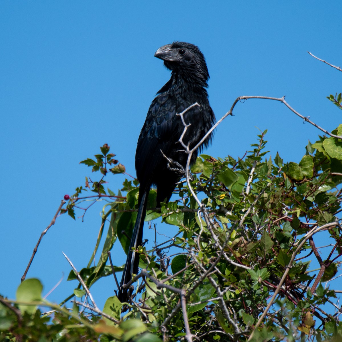 Groove-billed Ani - Perry Doggrell