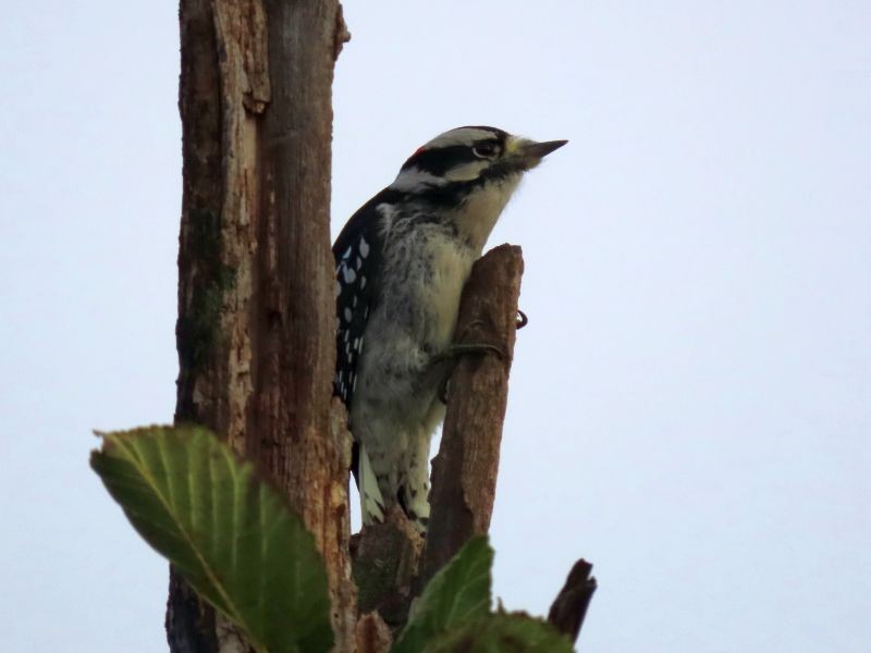 Downy Woodpecker - ML382257311
