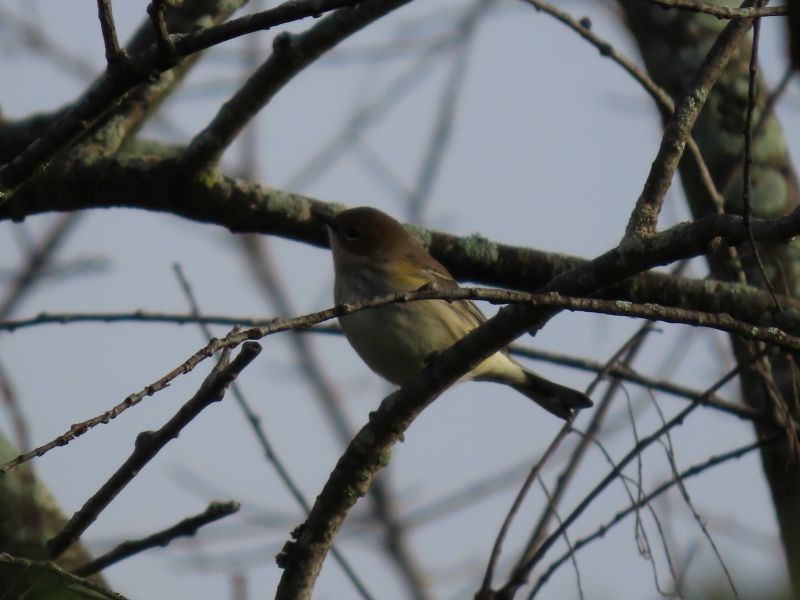 Yellow-rumped Warbler (Myrtle) - ML382257921