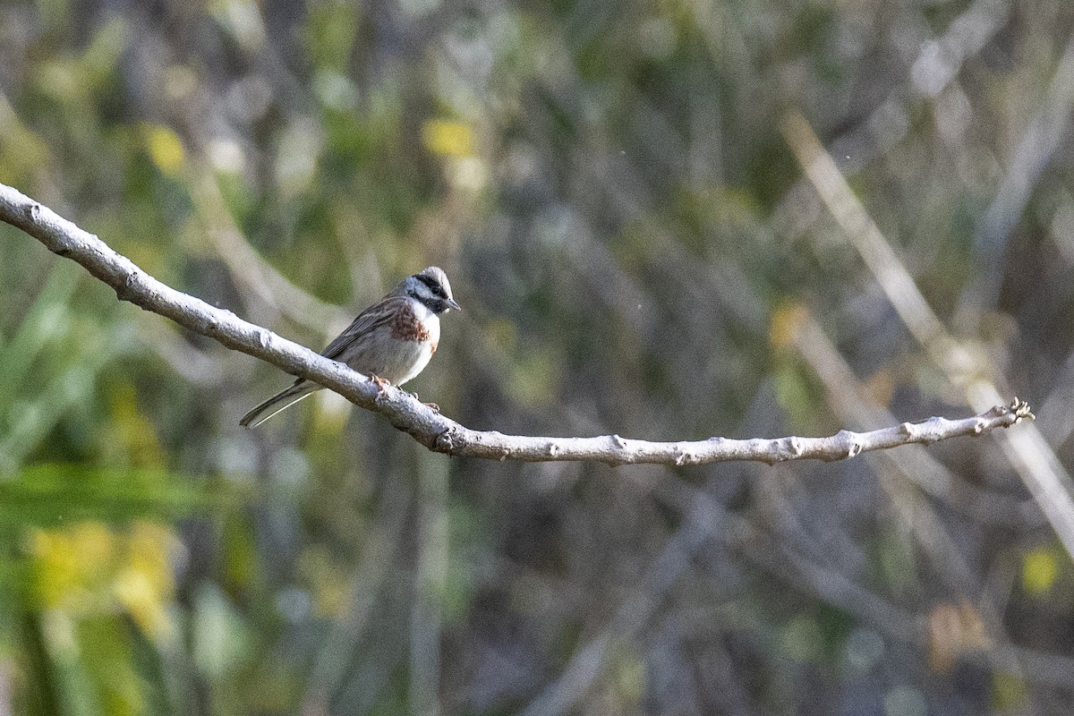 White-capped Bunting - ML382258881