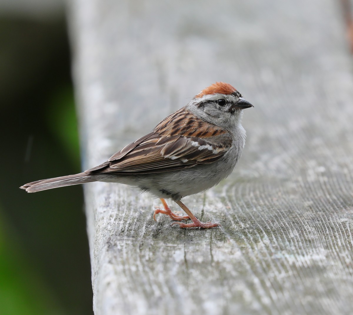 Chipping Sparrow - Tom Irwin