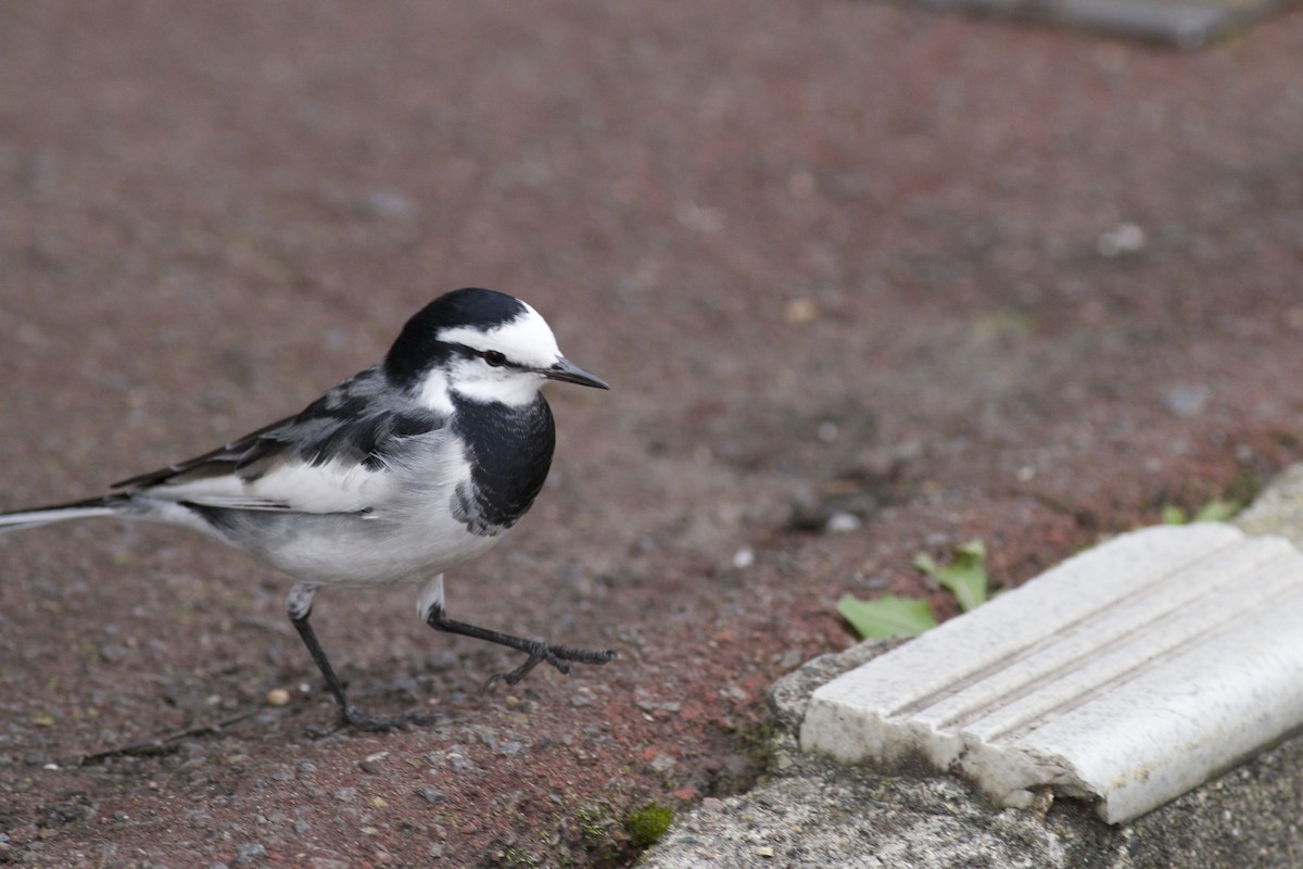 White Wagtail (Black-backed) - ML38226791