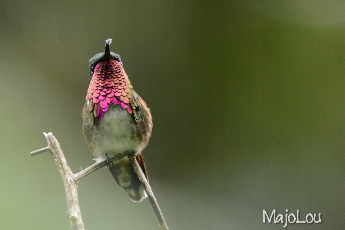 Wine-throated Hummingbird - ML38226911